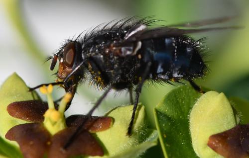 Calliphora vicina